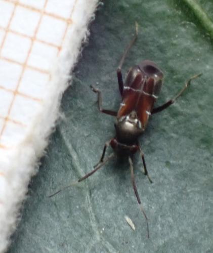 Réf. 289 683 : Pilophorus sp.